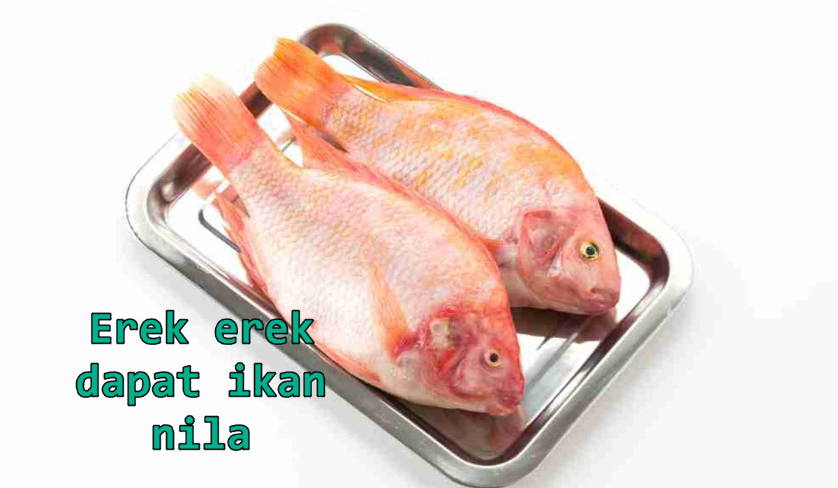 erek-erek-dapat-ikan-nila