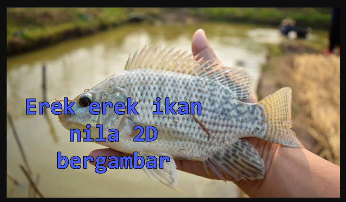 erek-erek-ikan-nila-2d-bergambar