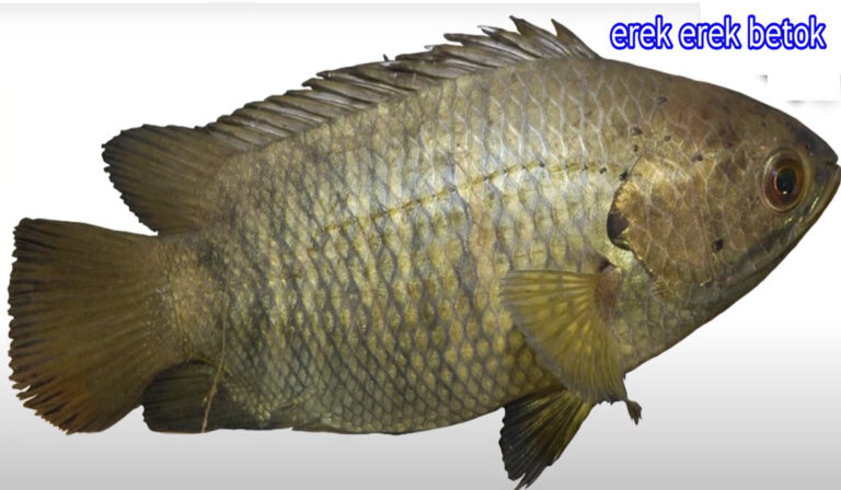 erek erek betok