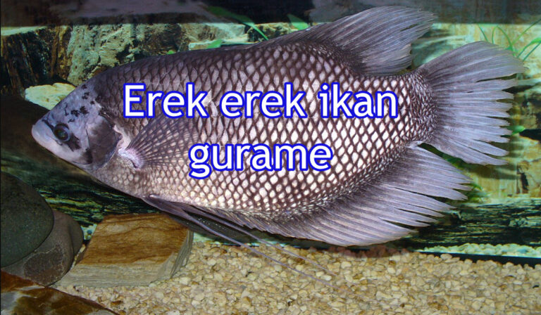 erek erek ikan gurame