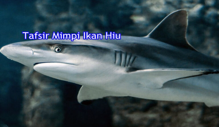 tafsir mimpi ikan hiu 2d 3d 4d