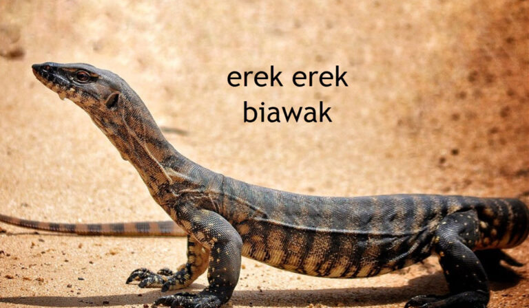erek erek biawak_1