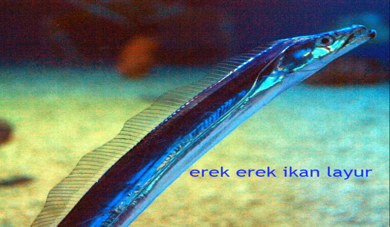 erek erek ikan layur