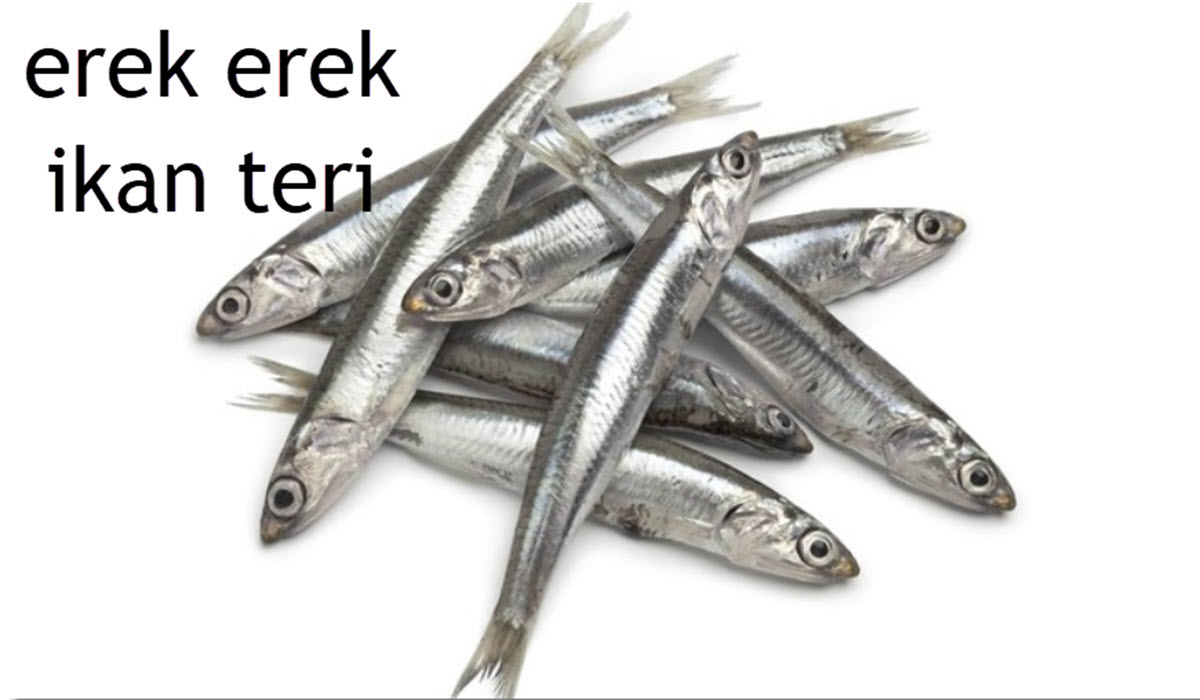 erek erek ikan teri